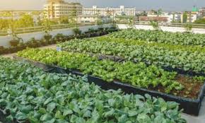 urban-farming